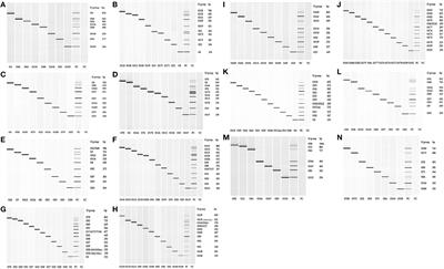 Multiplex PCR Assays for the Detection of One Hundred and Thirty Seven Serogroups of Shiga Toxin-Producing Escherichia coli Associated With Cattle